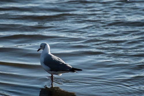 Gratis stockfoto met kalm water, meeuw, oceaan achtergrond