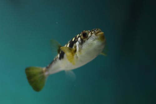 Free stock photo of fish, puffer fish