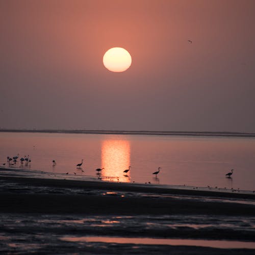 Gratis stockfoto met flamingo's, gouden zonsondergang, kustmeer