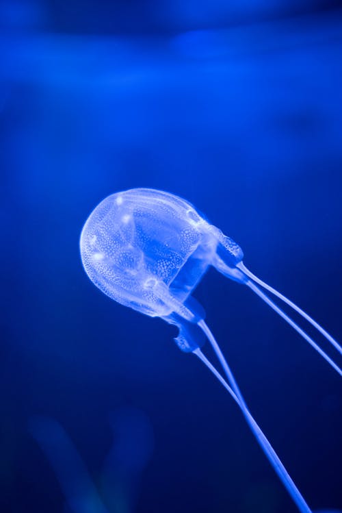 A Close-up Shot of a Jelly Fish with Blue Light