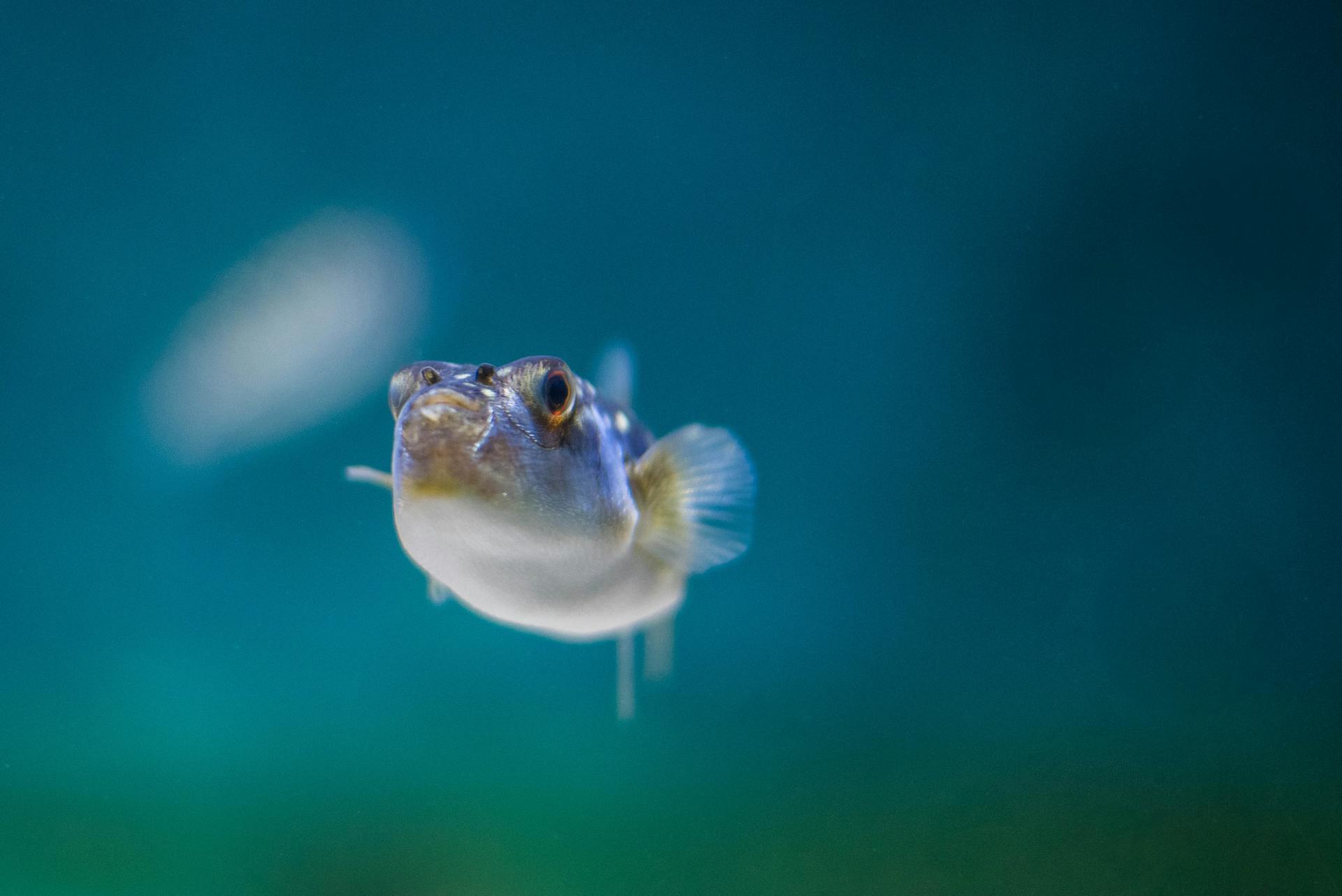 Close-up Shot of a Puffer Fish