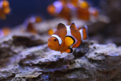 Free stock photo of clown fish