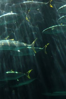 A group of tuna fish swimming gracefully underwater with sun rays illuminating the dark sea environment.