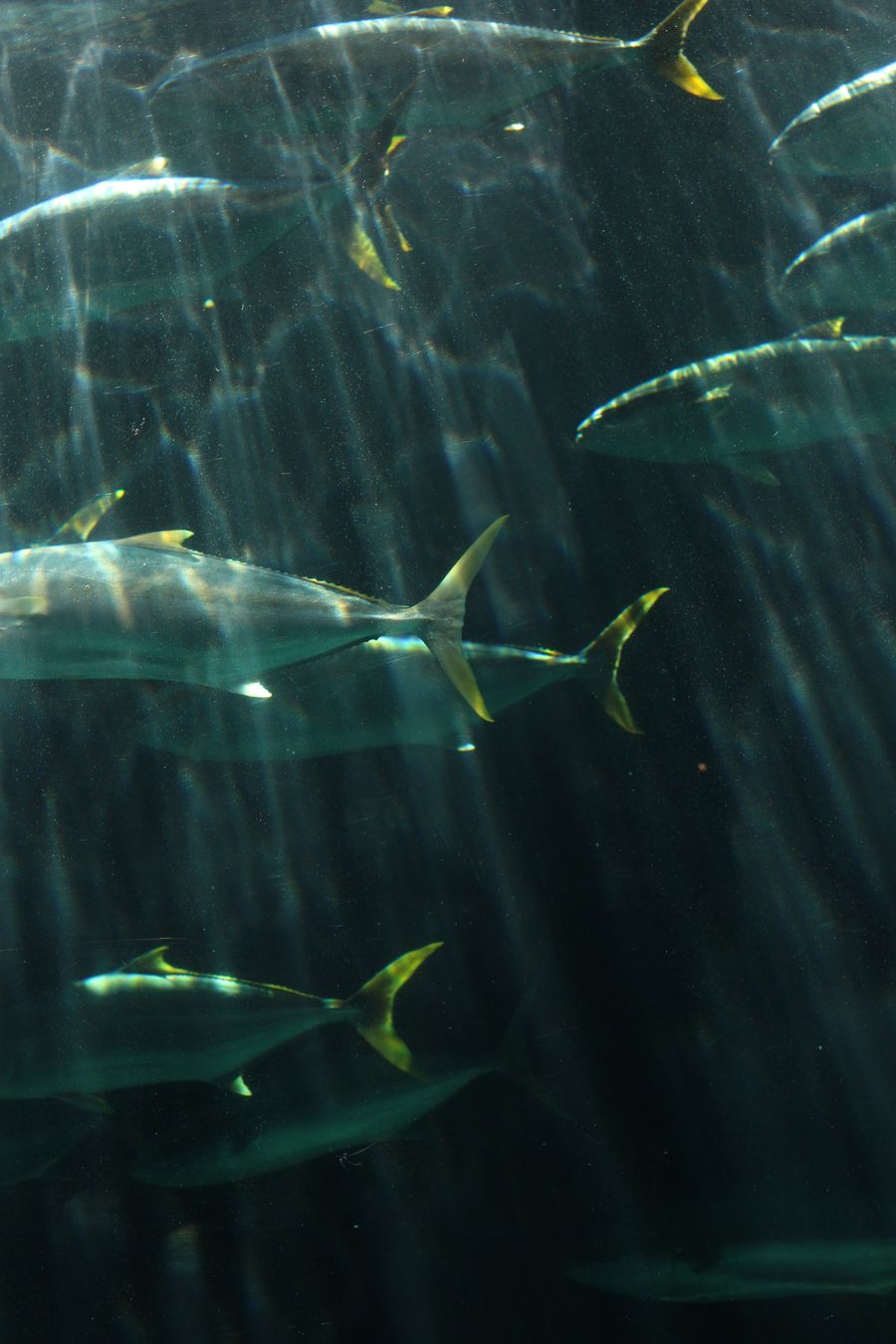 A school of tuna swimming in the open sea