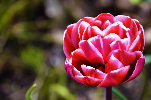 A Close-up Shot of a Tulip