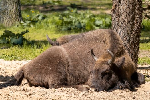 Brown Animal on Brown Soil