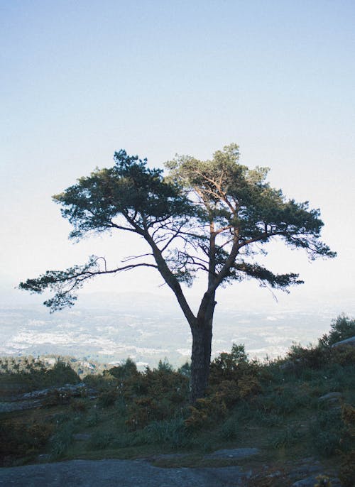 Foto profissional grátis de grande árvore