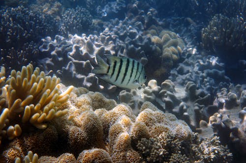 Fish Underwater over Coral Reef