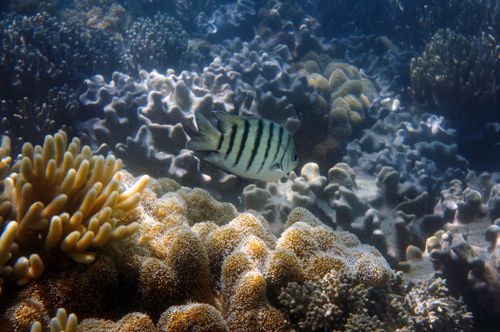 Free A stunning underwater view of a Sergeant Major fish swimming around a vivid coral reef ecosystem. Stock Photo