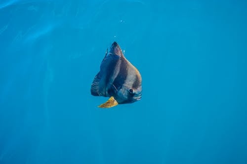 Kostnadsfri bild av blått hav, fisk, teira fladdermus