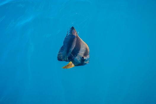 Teira batfish gracefully swimming in the blue waters of the Low Isles, QLD, Australia.
