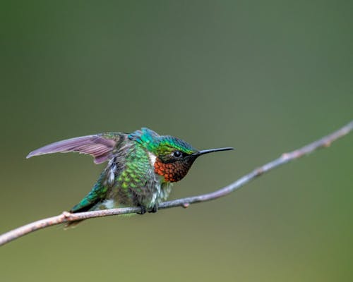 Free Closed-Up Shot of a Hummingbird Perched on the Branch Stock Photo