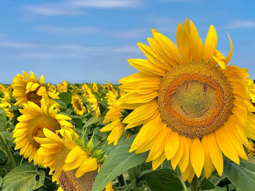 Kostnadsfri bild av smiley, solros, solrosfält