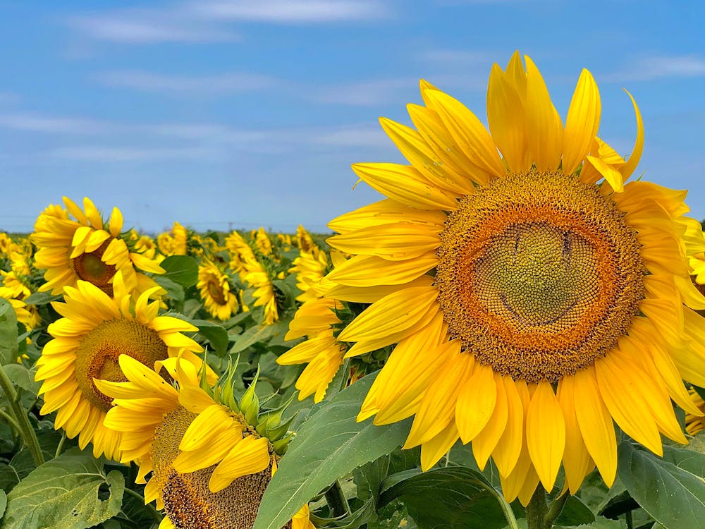 Gratis stockfoto met smiley, veld zonnebloemen, zonnebloem