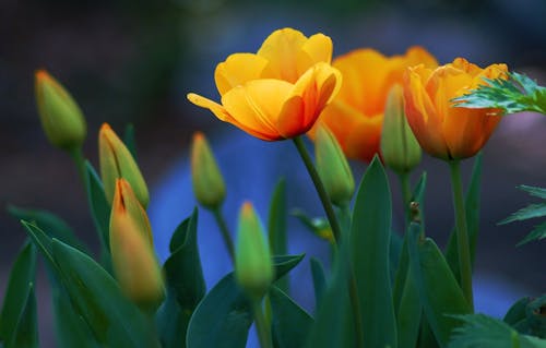 Miễn phí Ảnh lưu trữ miễn phí về cận cảnh, hệ thực vật, Hoa tulip Ảnh lưu trữ