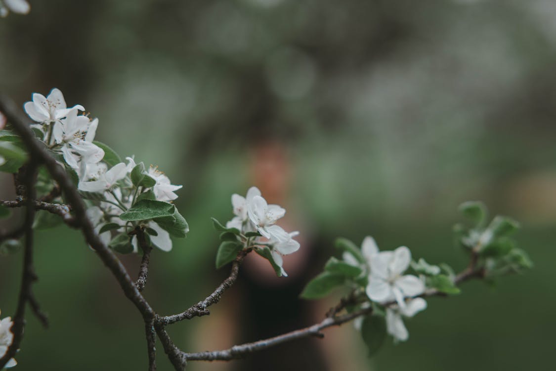 Základová fotografie zdarma na téma květ třešně, květy třešně, třešňový květ pozadí