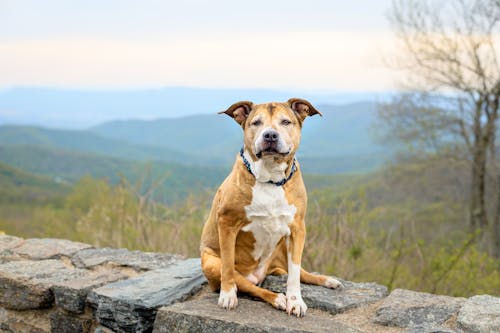 Brown and White Short Coated Dog Sitting on a Rock