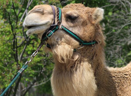 Free Profile close-up of a camel wearing a halter, captured in an outdoor setting with a lush green background. Stock Photo