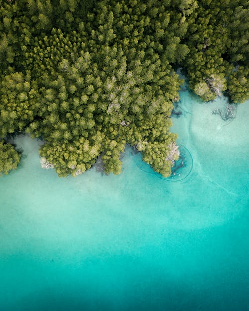 Aerial Shot of Trees Near Body of Water