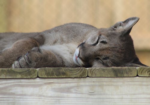 Free Close Up Photography of a Sleeping Gray Cat Stock Photo
