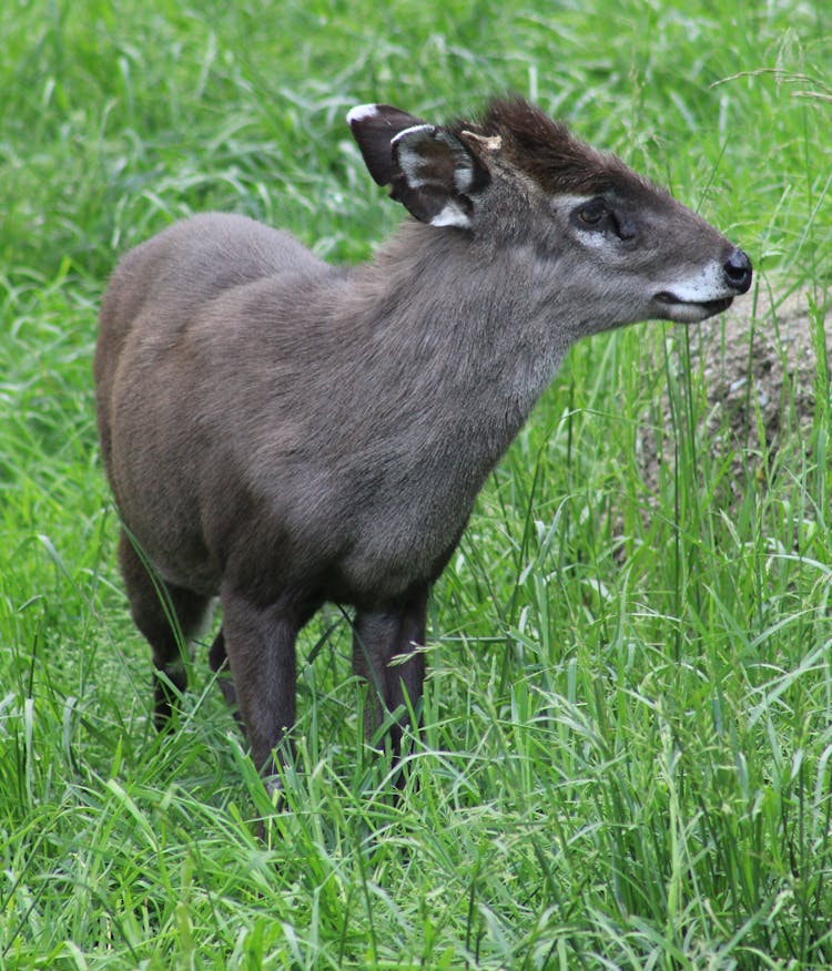 Tufted Deer On Green Grass