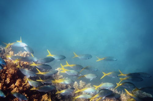 Foto profissional grátis de animais selvagens, animal aquático, embaixo da água