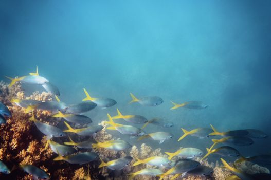 School of Fish Under Water