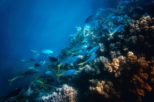 School of Fish Near Corals Under Water