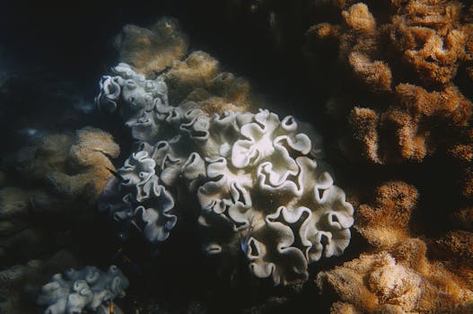 Close-up of diverse coral formations underwater in the Great Barrier Reef, showcasing marine biodiversity.