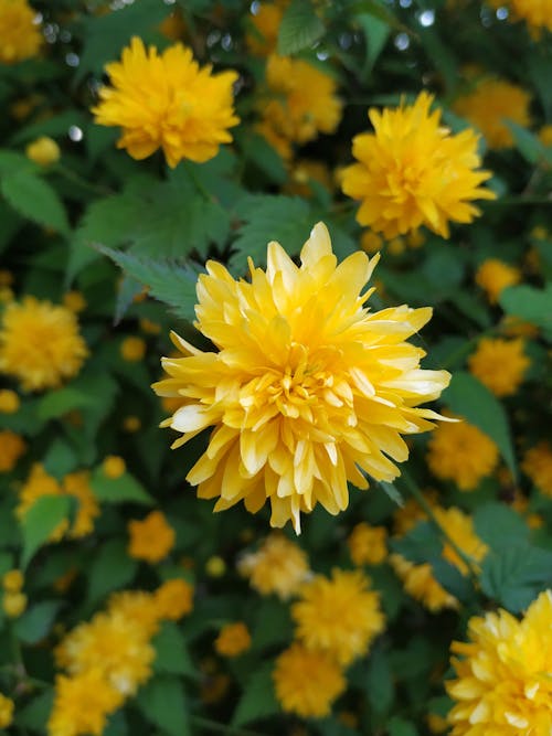 Foto profissional grátis de fechar-se, flor amarela, floração