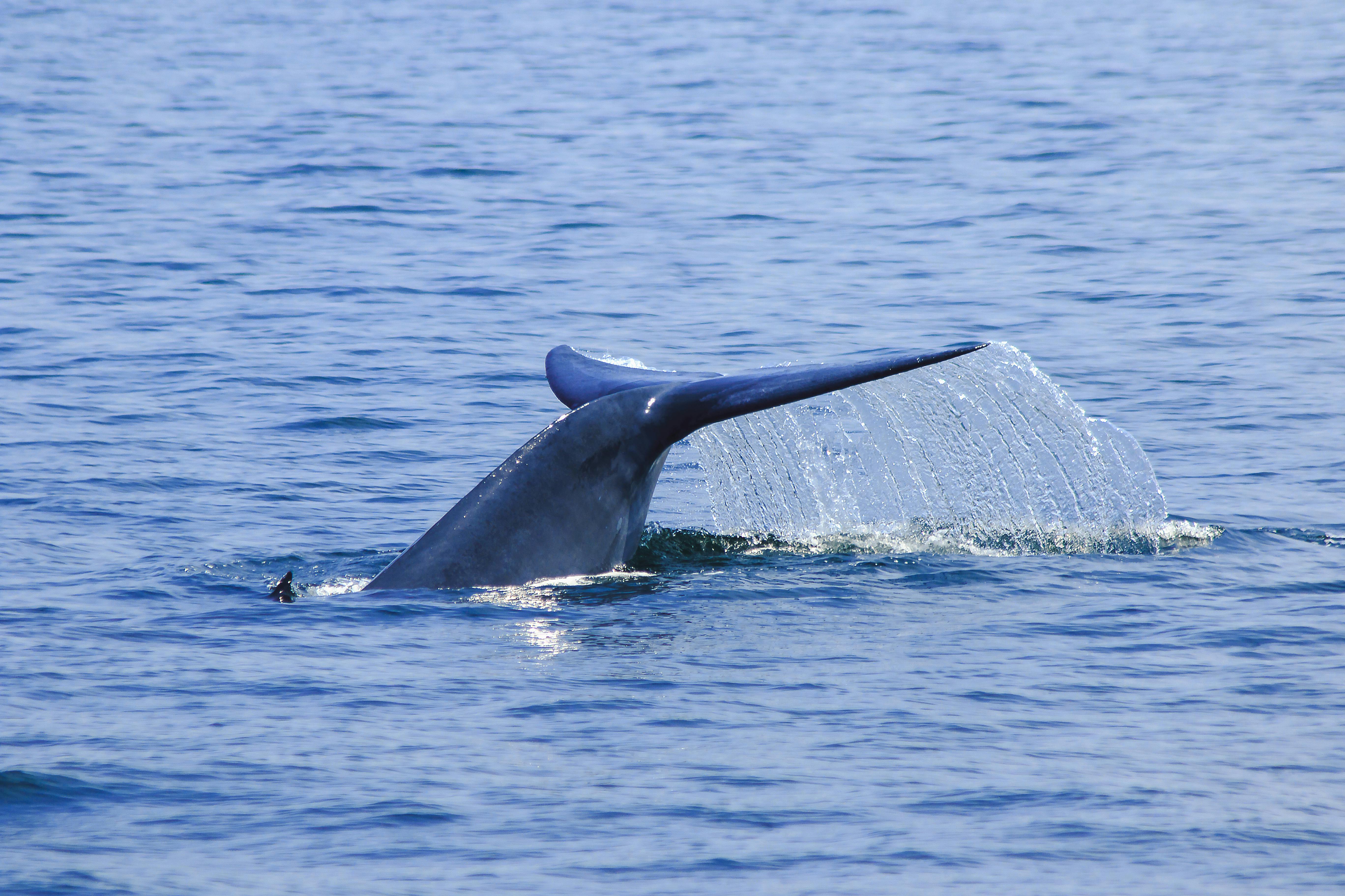 Blue Whale of Catoosa
