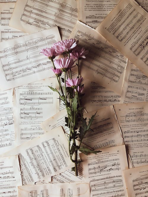 Top view of delicate pink chrysanthemum flowers with dry leaves and thin stem placed on torn out pages of musical notation book