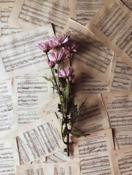 Top view of delicate pink chrysanthemum flowers with dry leaves and thin stem placed on torn out pages of musical notation book
