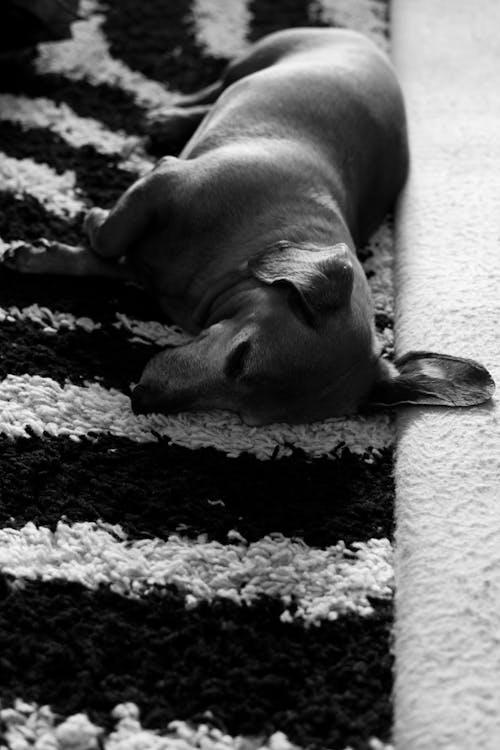 Free stock photo of asleep, carpet, dachshund
