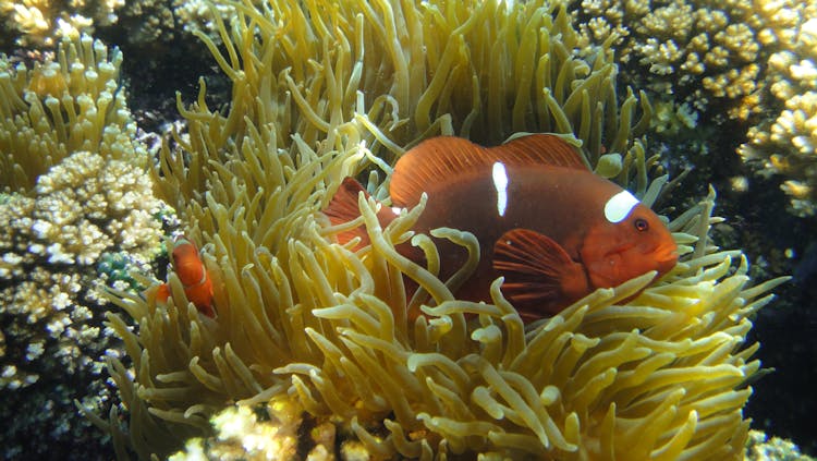 Clown Fish On Coral Reef