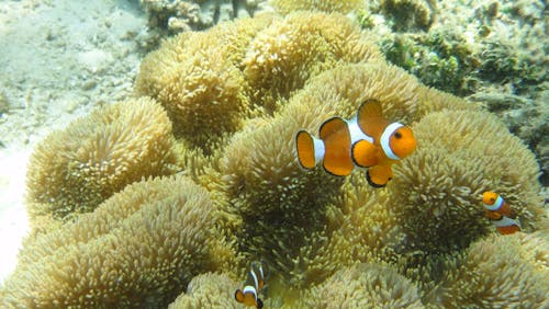 Immagine gratuita di animali, avvicinamento, coralli
