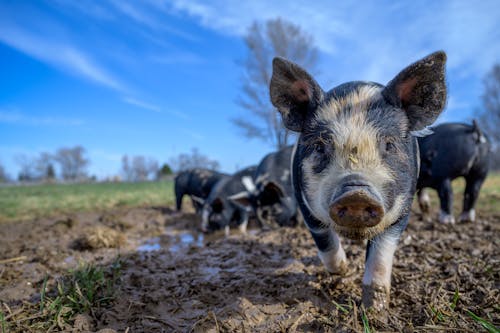 Domestic mini pigs grazing on dirty ground in field in countryside under blue sky in daytime
