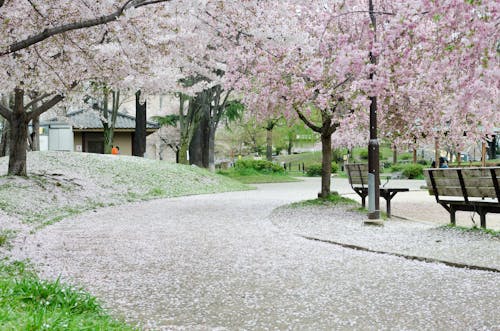 Free stock photo of bougainvillea, cherry blossom, cherry blossom background