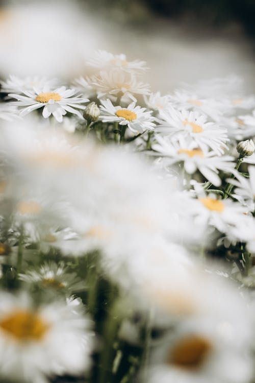 Free White Daisies in Bloom Stock Photo