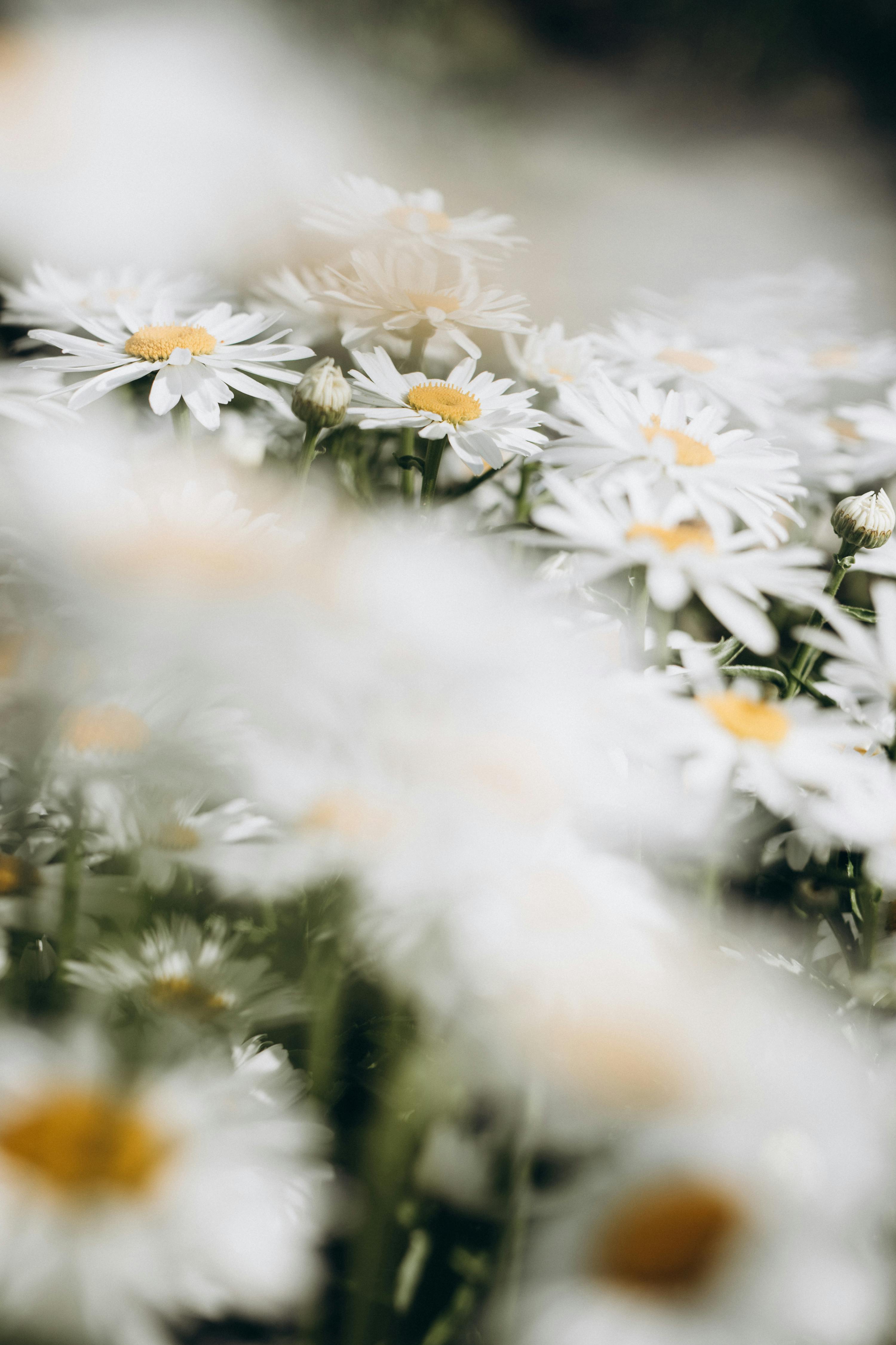 Selective Focus Photography of Flowers · Free Stock Photo