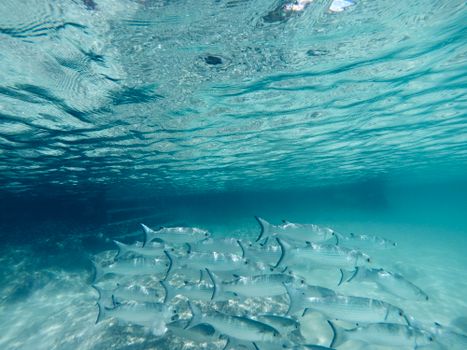 Clear underwater shot of a school of fish in the Caribbean Sea near Campeche, Mexico.