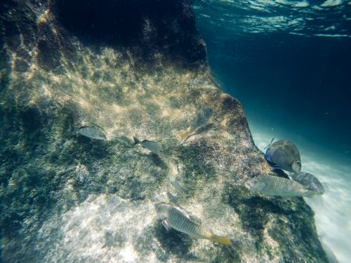 Free A vibrant underwater scene featuring various fish swimming around a rock in Campeche, Mexico. Stock Photo