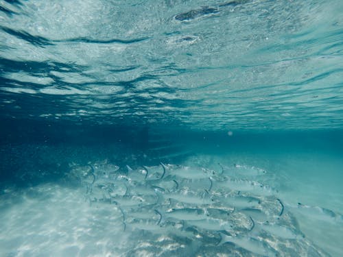 Gratis Fotos de stock gratuitas de agua, animales acuáticos, bajo el agua Foto de stock