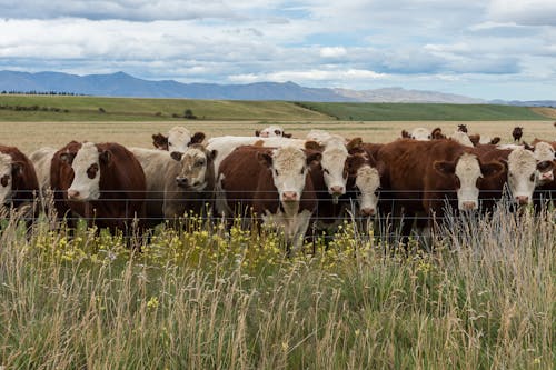 Cows in Grass Field