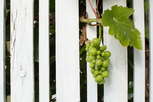 Free stock photo of blueprint, fence, fruit