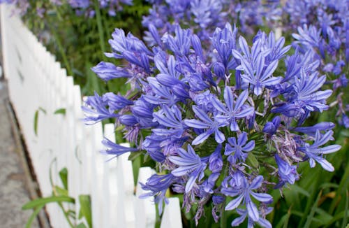 Free stock photo of autumn season, blue, botany