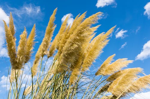 Free stock photo of barley, blueprint, greenery