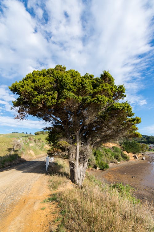 Free stock photo of countryside, dirt road, environment