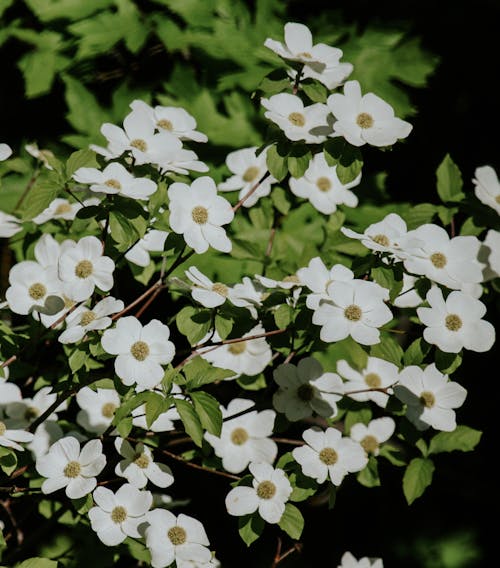 Foto profissional grátis de arbusto, árvore dogwood, árvores