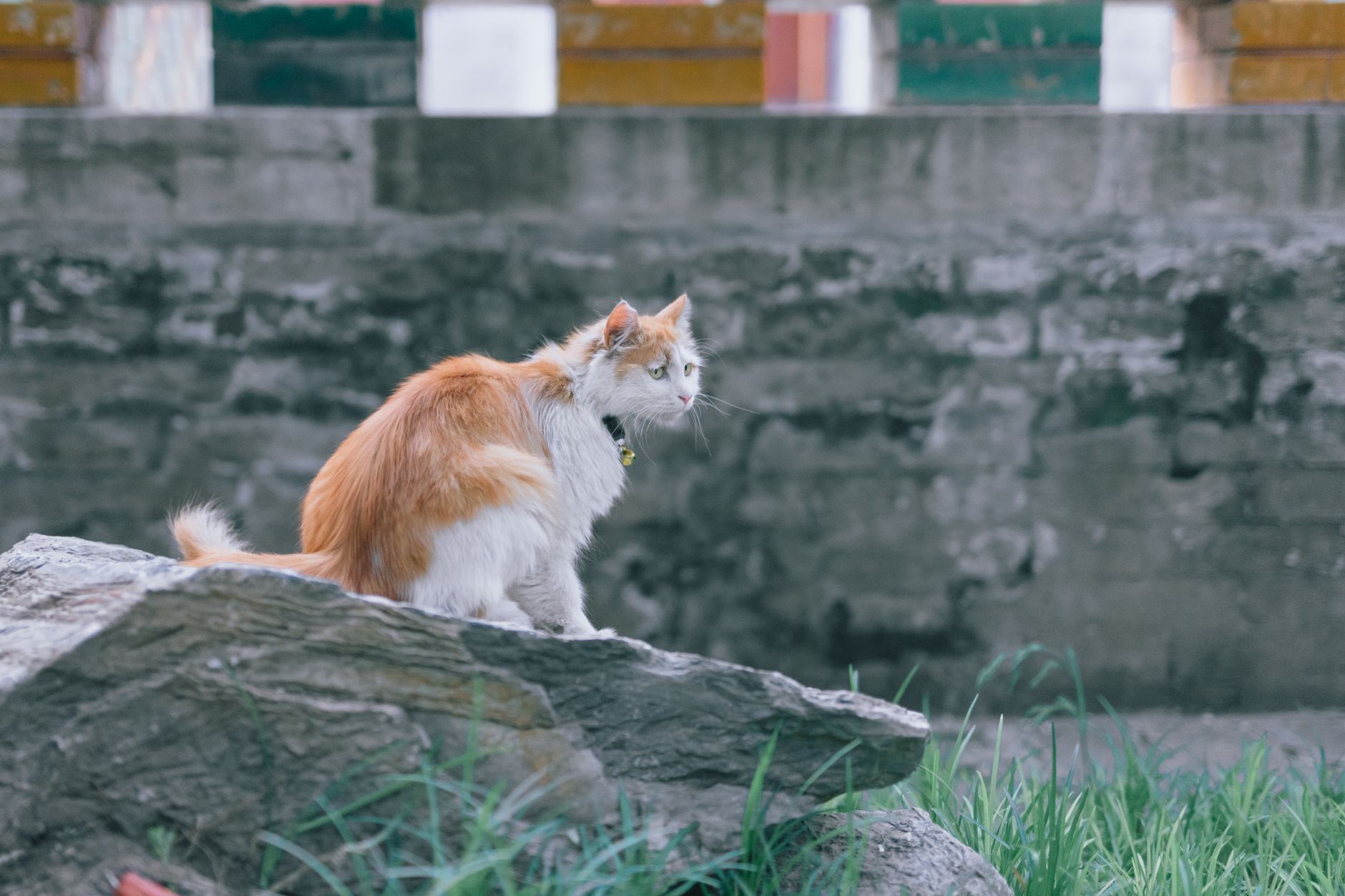 Best Top Cat Flea Collars for Kittens (2026) – Safe, Effective Protection for Your Young Cat